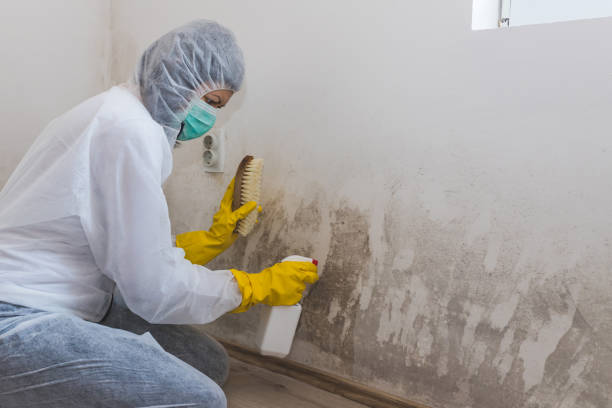 Professional Mold Removal in Phoenix, IL