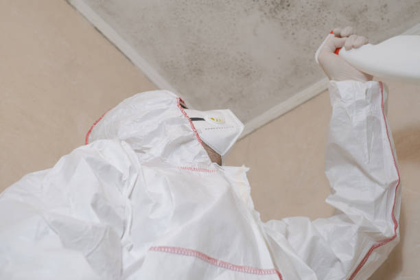 Professional Mold Removal in Phoenix, IL